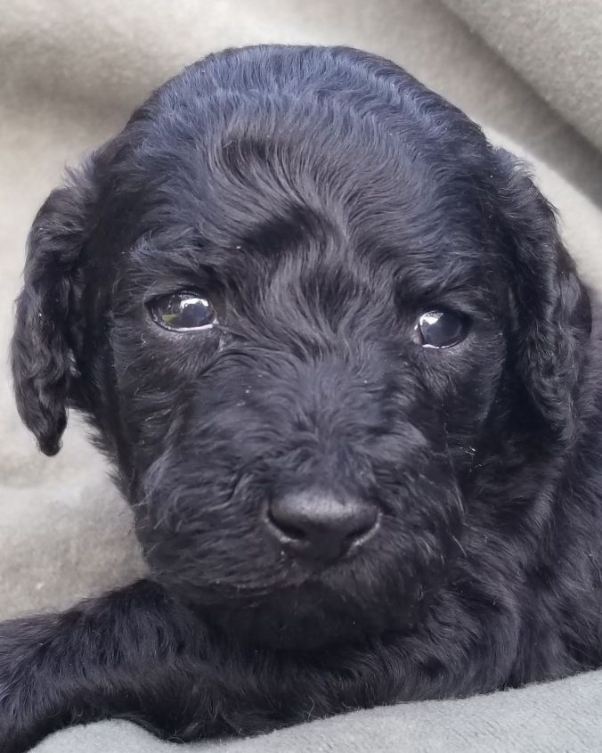 Anna Standard Poodle Puppy