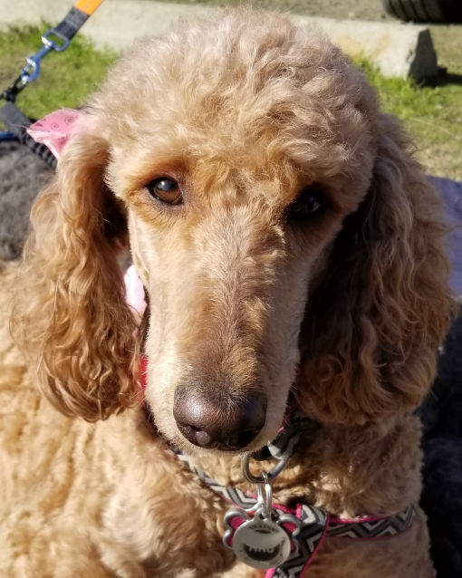 Nala Standard Poodle Puppy litter Puppies on So-Cal Standards Socal Poodles